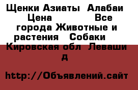 Щенки Азиаты (Алабаи) › Цена ­ 20 000 - Все города Животные и растения » Собаки   . Кировская обл.,Леваши д.